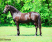 FANCY, ATTRACTIVE, NICE TRAVELING REGISTERED BLACK MORGAN GELDING, RIDES AND DRIVES, GENTLE
