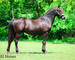 FANCY, ATTRACTIVE, NICE TRAVELING REGISTERED BLACK MORGAN GELDING, RIDES AND DRIVES, GENTLE