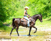 FANCY, ATTRACTIVE, NICE TRAVELING REGISTERED BLACK MORGAN GELDING, RIDES AND DRIVES, GENTLE