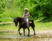 FANCY, ATTRACTIVE, NICE TRAVELING REGISTERED BLACK MORGAN GELDING, RIDES AND DRIVES, GENTLE