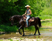 FANCY, ATTRACTIVE, NICE TRAVELING REGISTERED BLACK MORGAN GELDING, RIDES AND DRIVES, GENTLE