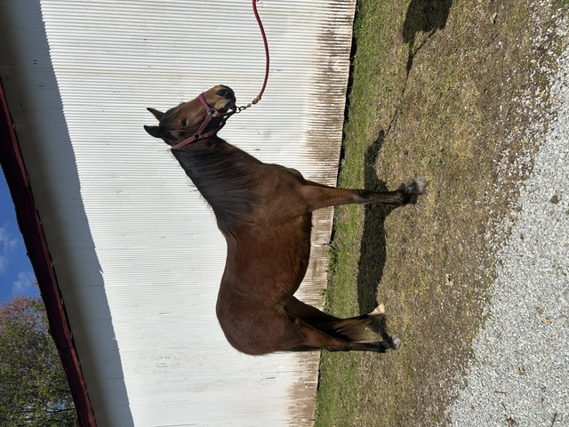 Beautiful 2 Year Old Bay Filly