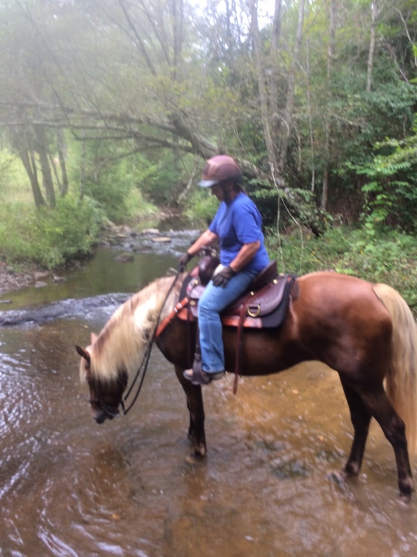 15.2 Red Chocolate Neck Reining Trail Horse 