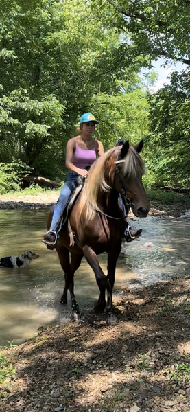 15.2 Red Chocolate Neck Reining Trail Horse 