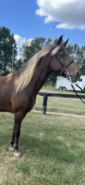 15.2 Red Chocolate Neck Reining Trail Horse 