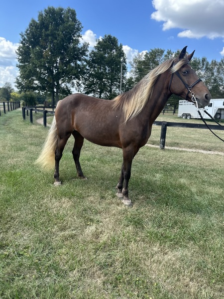 15.2 Red Chocolate Neck Reining Trail Horse 