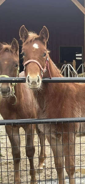 Sweet Racking Horse Weanling Colt 