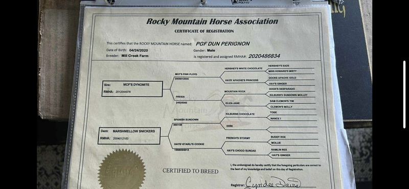 Stunning Smooth Gaited Dun Trail Horse