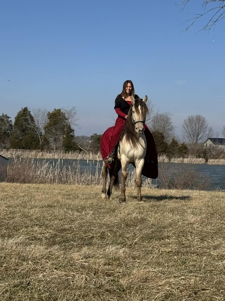 Stunning Smooth Gaited Dun Trail Horse