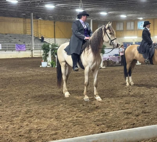Stunning Smooth Gaited Dun Unicorn!