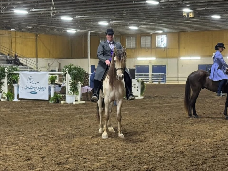 Stunning Smooth Gaited Dun Trail Horse