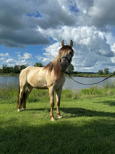 Stunning Smooth Gaited Dun Trail Horse