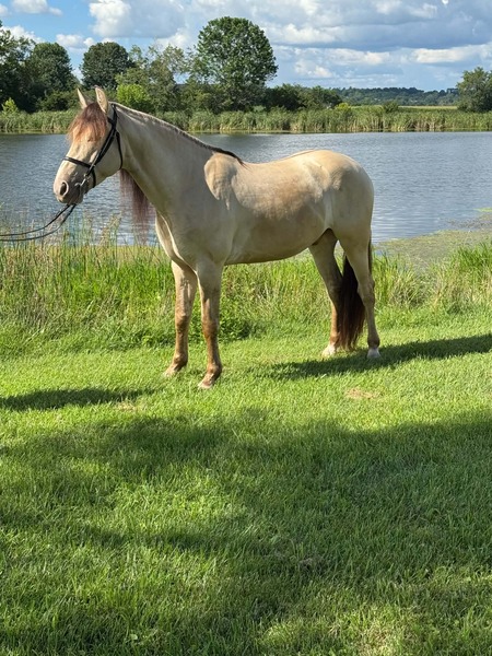 Stunning Smooth Gaited Dun Trail Horse