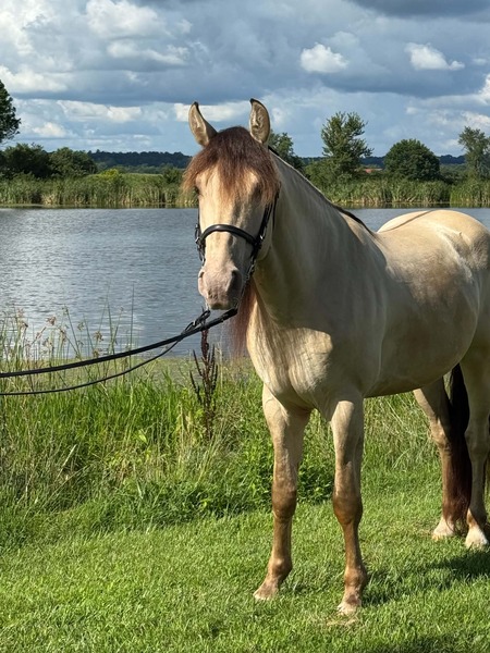 Stunning Smooth Gaited Dun Trail Horse