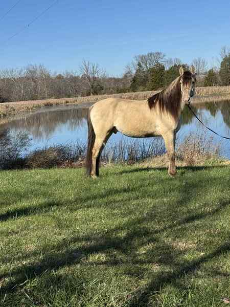 Stunning Smooth Gaited Dun Trail Horse