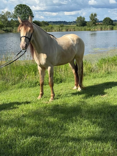 Stunning Smooth Gaited Dun Trail Horse
