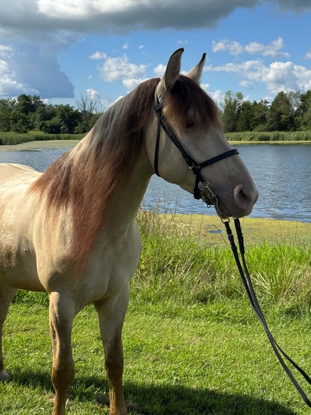 Stunning Smooth Gaited Dun Trail Horse