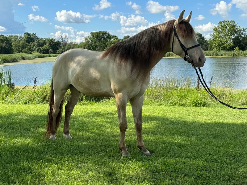 Stunning Smooth Gaited Dun Trail Horse