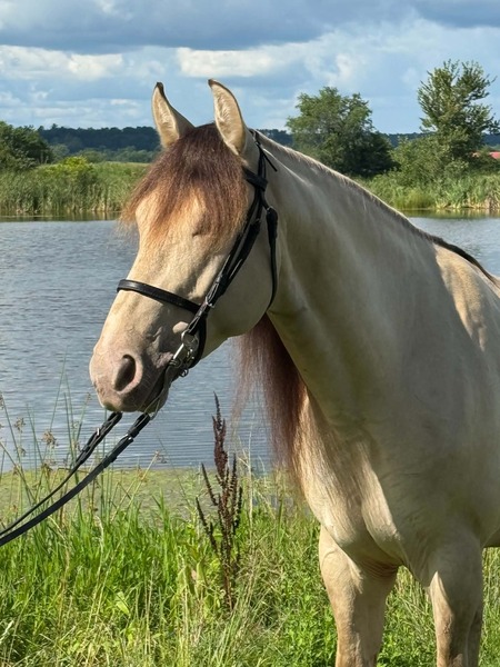Stunning Smooth Gaited Dun Trail Horse