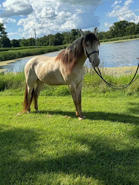 Stunning Smooth Gaited Dun Trail Horse