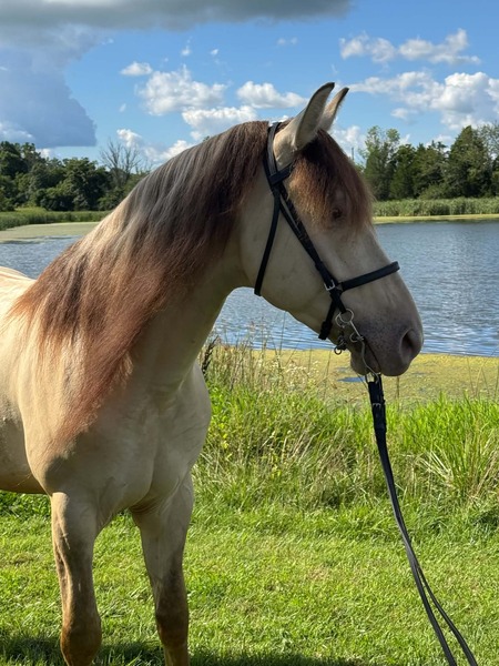 Stunning Smooth Gaited Dun Trail Horse