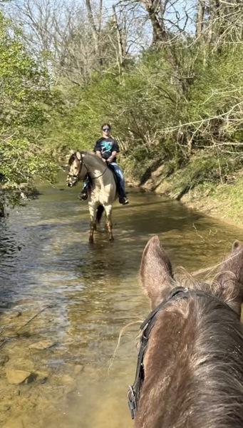 Stunning Smooth Gaited Dun Trail Horse