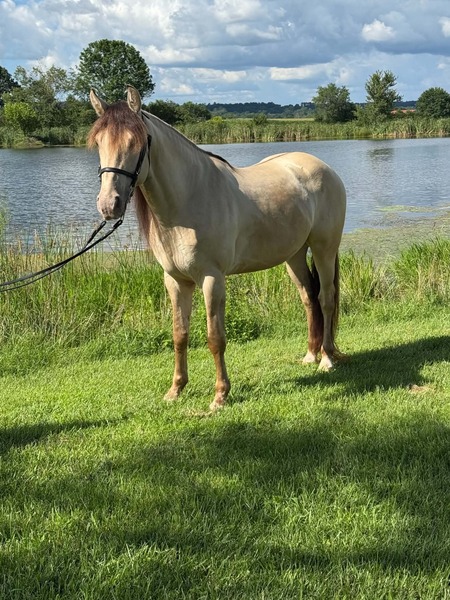 Stunning Smooth Gaited Dun Trail Horse