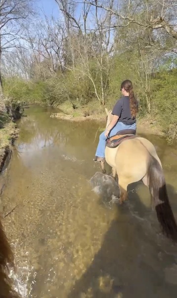 Stunning Smooth Gaited Dun Trail Horse