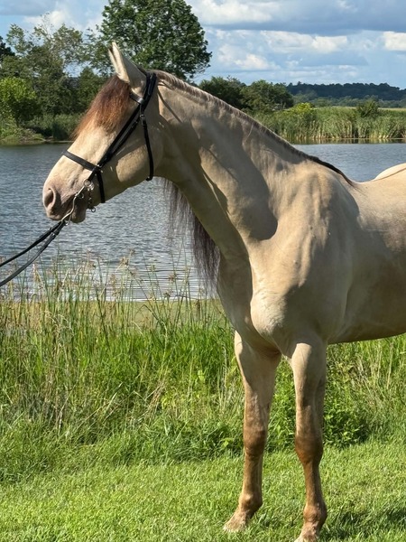 Stunning Smooth Gaited Dun Trail Horse