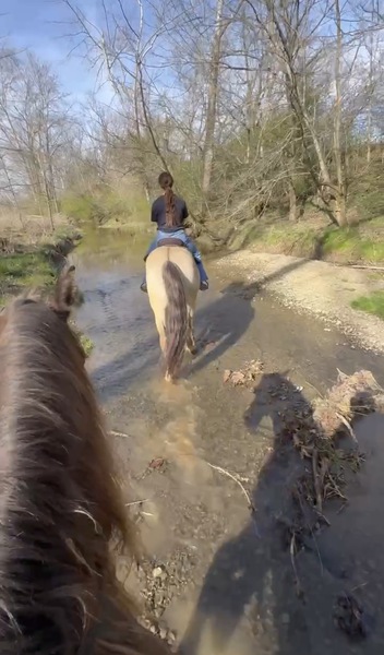 Stunning Smooth Gaited Dun Trail Horse
