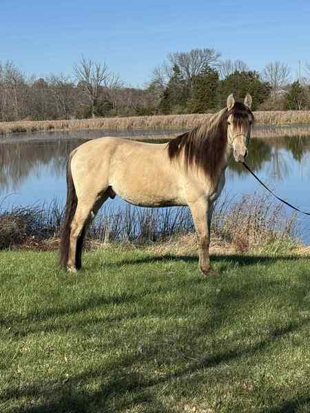 Stunning Smooth Gaited Dun Trail Horse