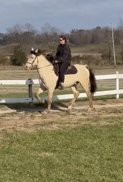 Stunning Smooth Gaited Dun Trail Horse