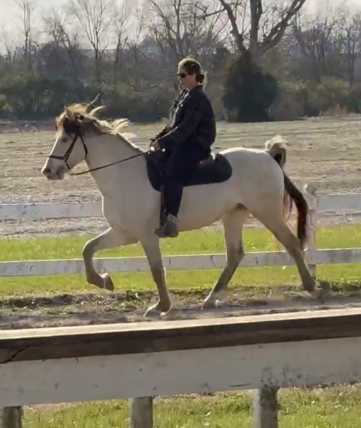 Stunning Smooth Gaited Dun Trail Horse