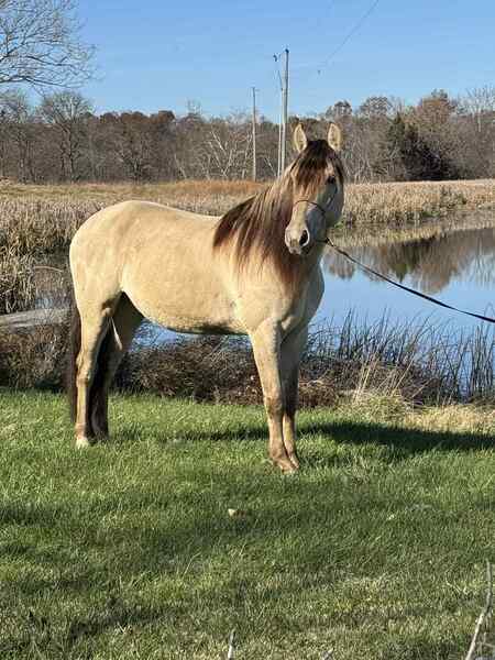 Stunning Smooth Gaited Dun Trail Horse