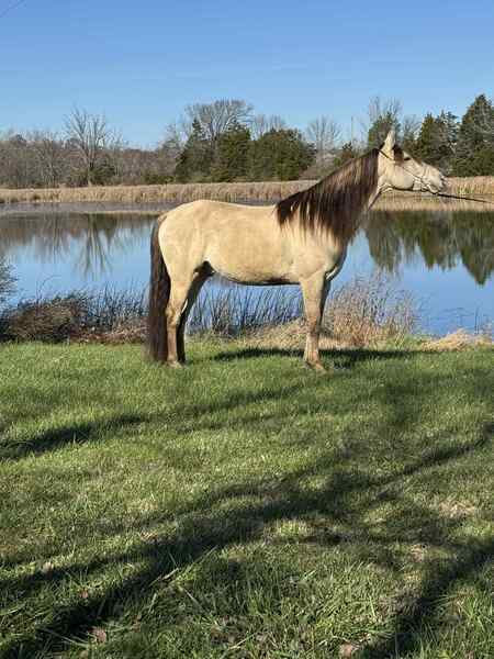 Stunning Smooth Gaited Dun Trail Horse