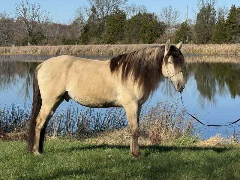 Stunning Smooth Gaited Dun Trail Horse