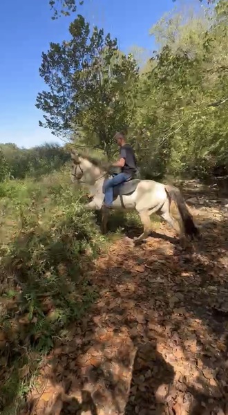 Stunning Smooth Gaited Dun Trail Horse