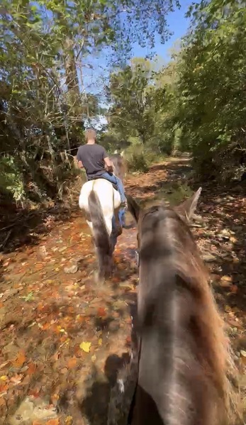 Stunning Smooth Gaited Dun Trail Horse