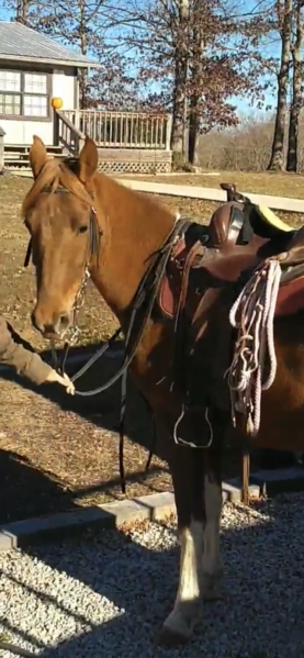 Sweet Well Gaited Easy To Ride Trail Horse 