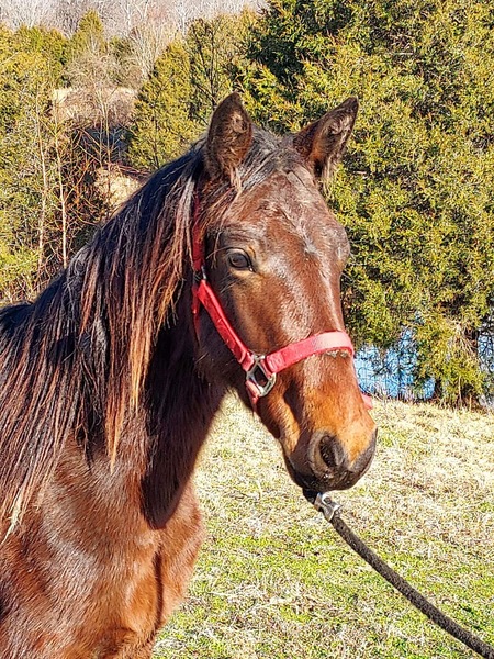 Beautiful Bay Desensitized 2 Year Old Gelding 