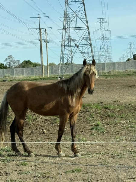 Stunning Well Trained Red Chocolate Amazing Filly 