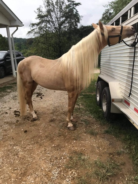 Well Bred Ridable Mare In Foal 