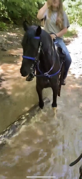 Experienced Trail Blazing Spotted Gelding!