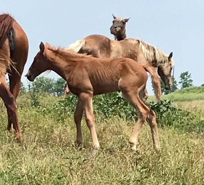 Beautiful Red Chocolate Weanling Filly 