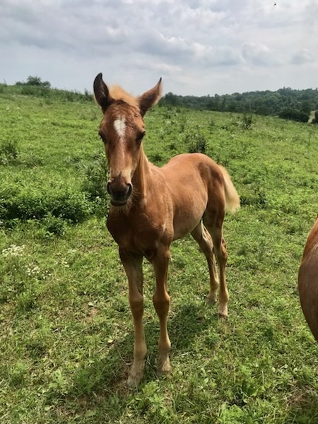 Beautiful Red Chocolate Weanling Filly 