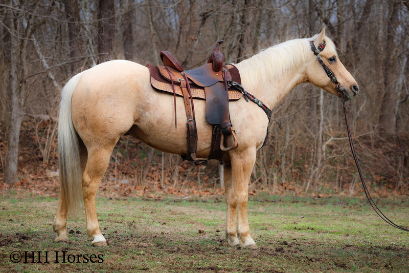 【中古】 2 Horses DavidsonHartKingsbery Horses for Sale |