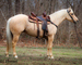 REAL BROKE, REAL SEASONED, SOLID FINISHED RANCH HORSE, ROPES, TRAIL RIDES, EXPERIENCED