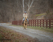 REAL BROKE, REAL SEASONED, SOLID FINISHED RANCH HORSE, ROPES, TRAIL RIDES, EXPERIENCED