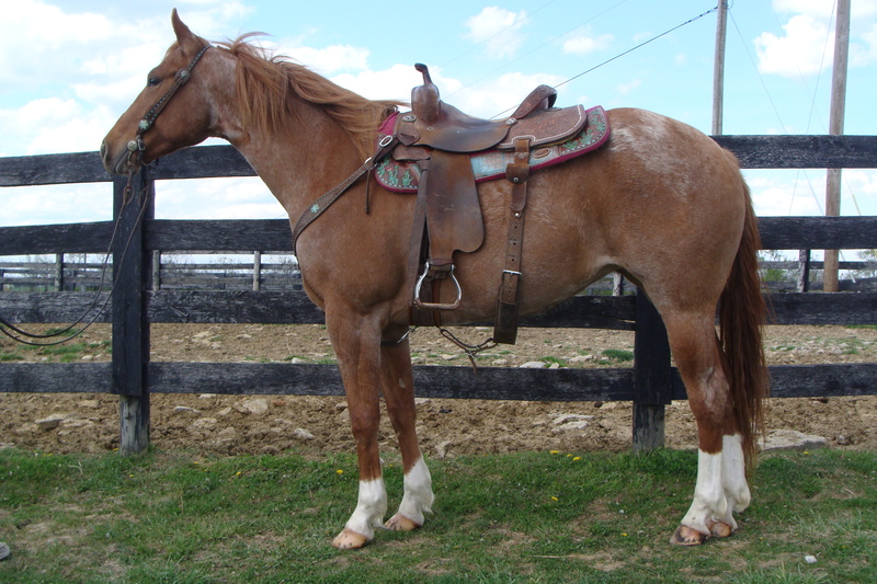 RED ROAN QUARTER HORSE MARE, ONE HAND NECK REIN, GENTLE For Sale in
