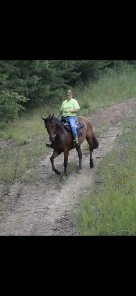 Beautiful Seasoned Trail Horse 